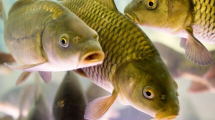 Жамбылцев завалят рыбой