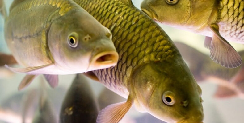 Жамбылцев завалят рыбой