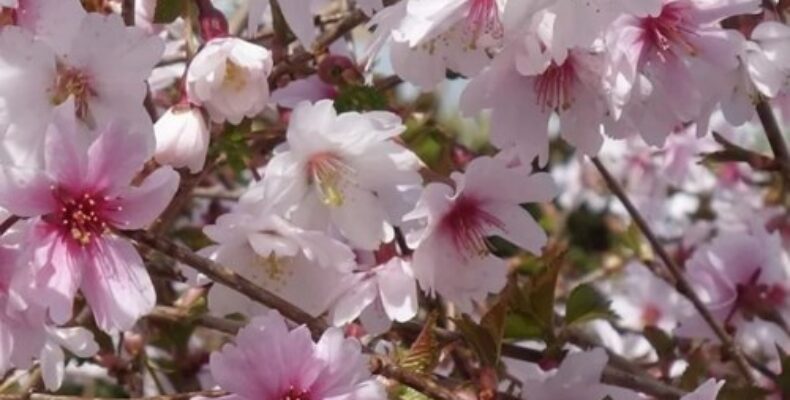 Сакура в Таразе: вторая попытка